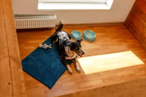Ypatingi pasiūlymai augintinių atostogoms