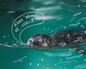 Padėkime ruoniams grįžti į tikruosius namus!