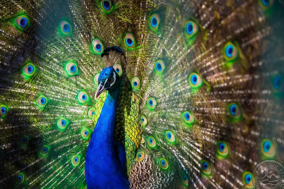 Viešbutis „CLUB TURAN PRINCE WORLD“ (Sidė, Turkija)