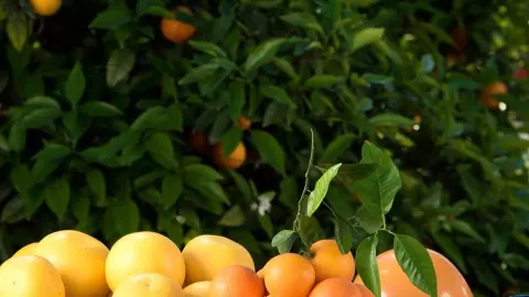 Viešbutis „BARUT B SUITES“ (Sidė, Turkija)