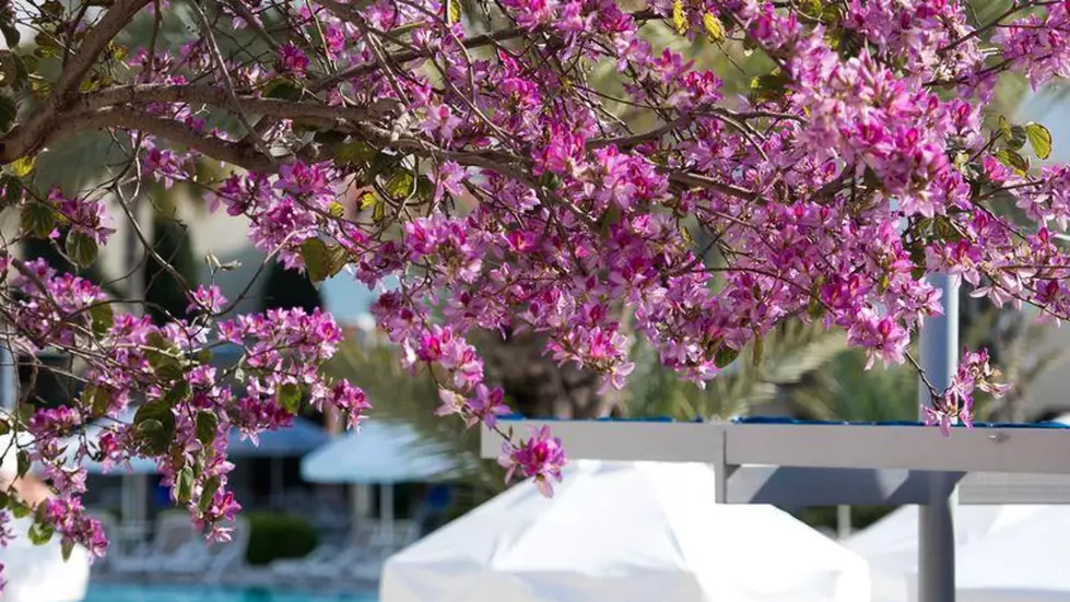 Viešbutis „BARUT B SUITES“ (Sidė, Turkija)