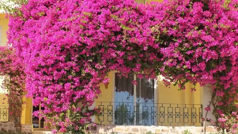 Viešbutis „BLUE REEF RESORT“ (Marsa alamas, Hurgada, Egiptas)