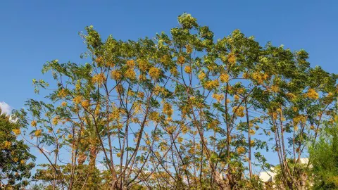 Viešbutis „LABRANDA ALANTUR HOTEL“ (Alanija, Turkija)