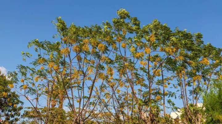 Viešbutis „LABRANDA ALANTUR HOTEL“ (Alanija, Turkija)