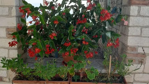 Viešbutis „TARADELLA HOTEL“ (Peloponesas, Graikija)