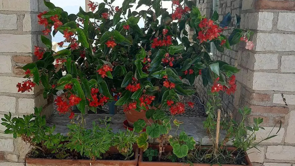 Viešbutis „TARADELLA HOTEL“ (Peloponesas, Graikija)