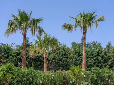 Viešbutis „ZEUS HOTELS YDORIA RESORT“ (Kreta, Graikija)