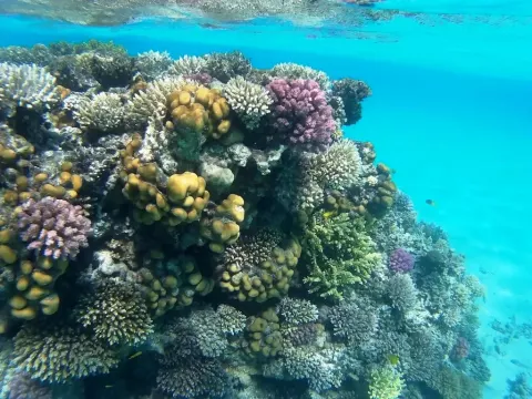 Viešbutis „PYRAMISA SAHL HASHEESH“ (Hurgada, Egiptas)