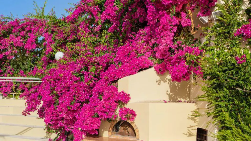 Viešbutis „HYDRAMIS PALACE BEACH RESORT“ (Georgioupolis, Kreta, Graikija)