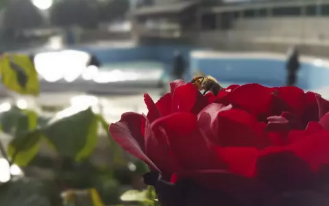 Viešbutis „TU CASA GELIDONYA“ (Kemeras, Turkija)