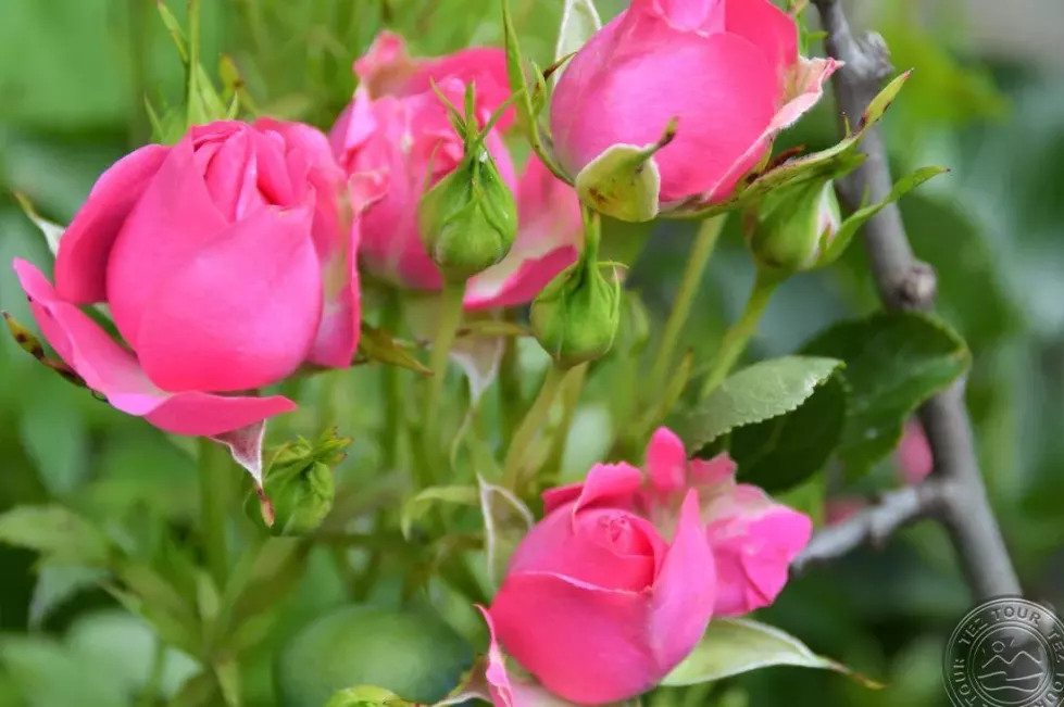 Viešbutis „CHRISTIAN HAUS“