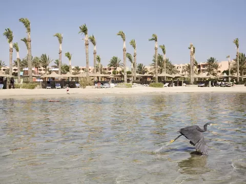 Viešbutis „BLEND ELPHISTON MARSA ALAM“ (Marsa alamas, Hurgada, Egiptas)