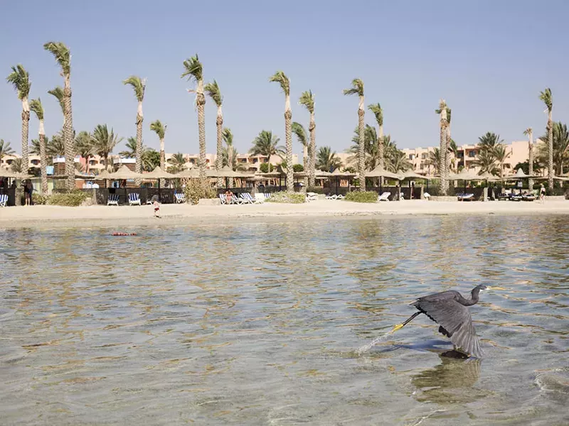 Viešbutis „BLEND ELPHISTON MARSA ALAM“ (Marsa alamas, Hurgada, Egiptas)